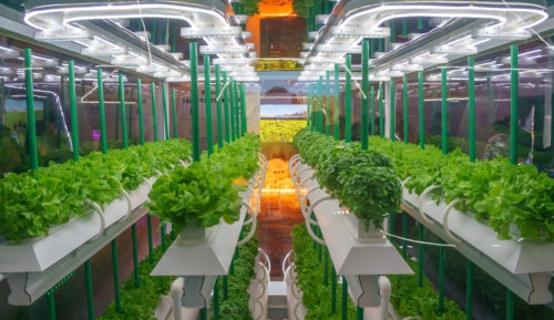 Vegetable plants in rows in an indoor grow room