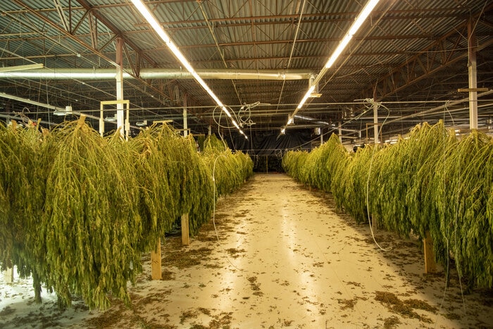 Hemp Drying & The Use of Dehumidifiers for Humidity Control ...